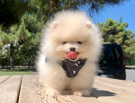 Boo Pomeranian Mini Boy Bebekler - 5266