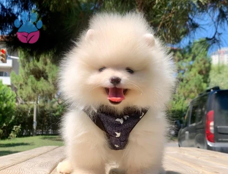 Boo Pomeranian Mini Boy Bebekler