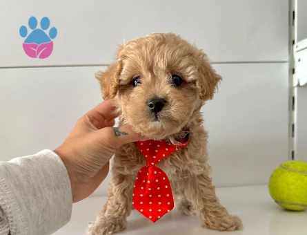 Mini Boy Büyümeyecek Maltipoo Yavrular
