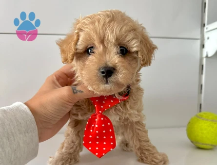 Mini Boy Büyümeyecek Maltipoo Yavrular