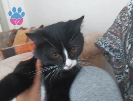 British Shorthair 1 Yaşında Yuva Arıyor