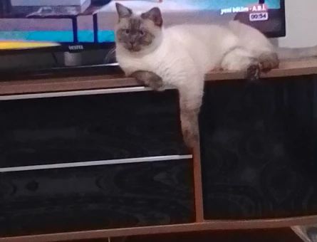 British Shorthair 3 Yaşında Sessiz Badem - 5270