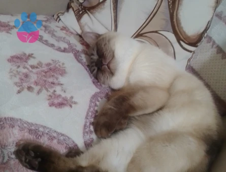 British Shorthair 3 Yaşında Sessiz Badem