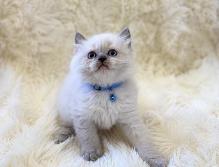 British Longhair Erkek 2 Aylık Yavrumuz - 5272