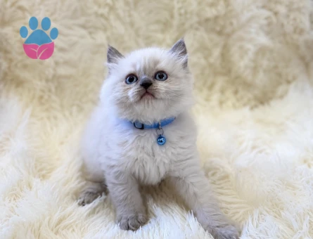 British Longhair Erkek 2 Aylık Yavrumuz