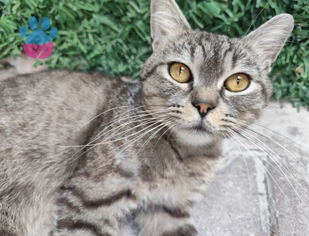 British Shorthair 2 Aylık Yuva Arıyor