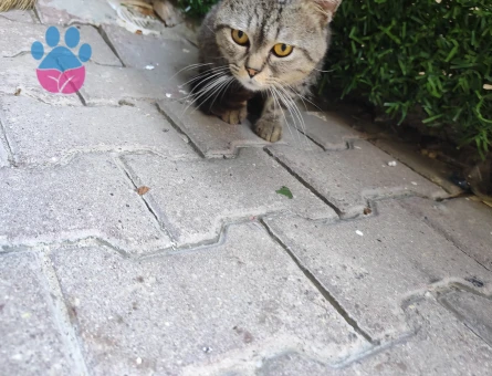 British Shorthair 2 Aylık Yuva Arıyor