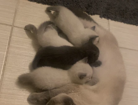 Brisith blue point ve british shorthair - 5278