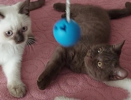 British Shorthair 2 Aylık Yavrularımız - 5282