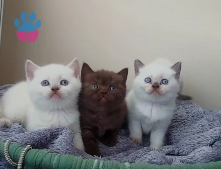 British Shorthair 2 Aylık Yavrularımız