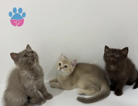 British Shorthair Yavrular 2 Aylık