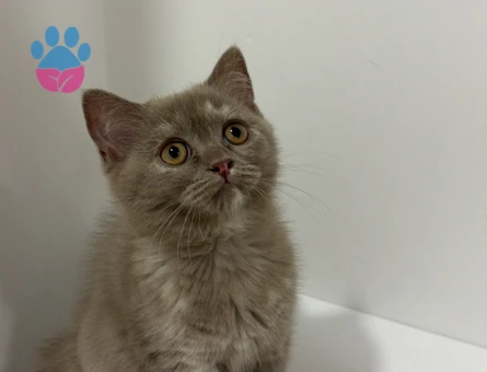 British Shorthair Yavrular 2 Aylık