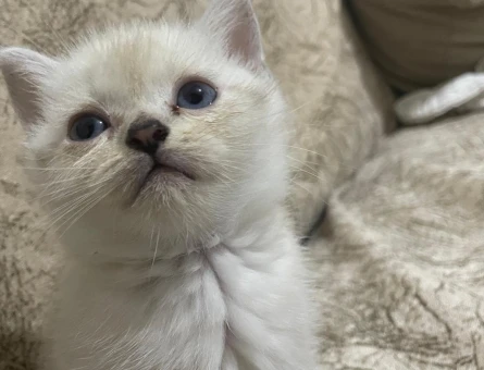 Masmavi Gözlü Yavru British