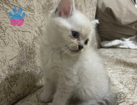 Masmavi Gözlü Yavru British