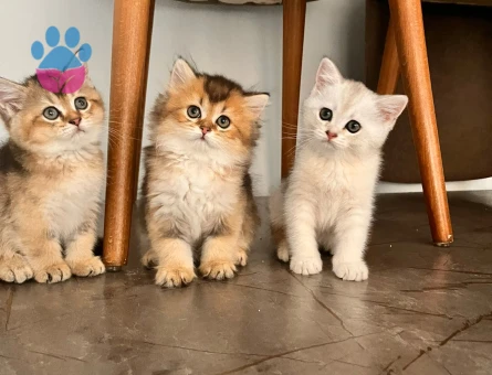 Safkan British Shorthair Yavrular