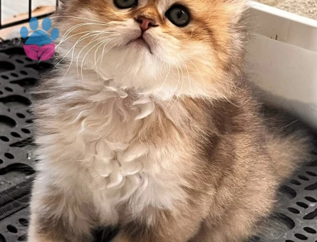 Safkan British Shorthair Yavrular