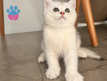Safkan British Shorthair Yavrular