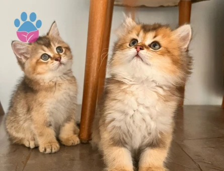 Safkan British Shorthair Yavrular