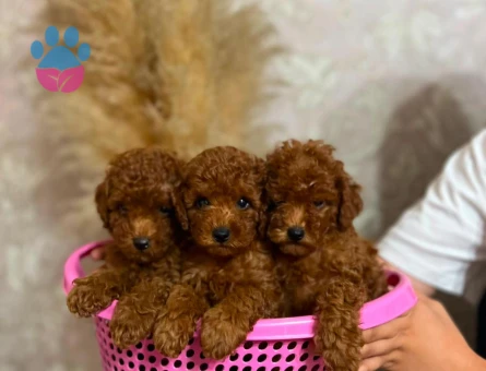 TOY POODLE 3 AYLIK ERKEK BEBEKLER- uygun fiyat - 6972