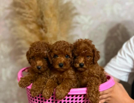 TOY POODLE 3 AYLIK ERKEK BEBEKLER- uygun fiyat - 6972