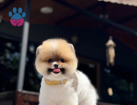 Muhteşem Pomeranian Boo Yavrumuz - 6973