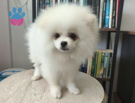 Pomeranian boo yavruları