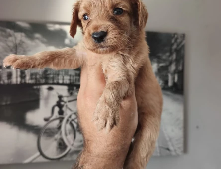 Maltipoo yavrularımız Teslime Hazır - 6976