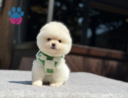 ✨ Özel Pomeranian Boo Yavruları – Safkan & Ruhsatlı