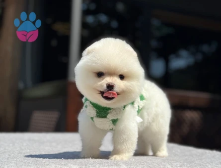✨ Özel Pomeranian Boo Yavruları – Safkan & Ruhsatlı