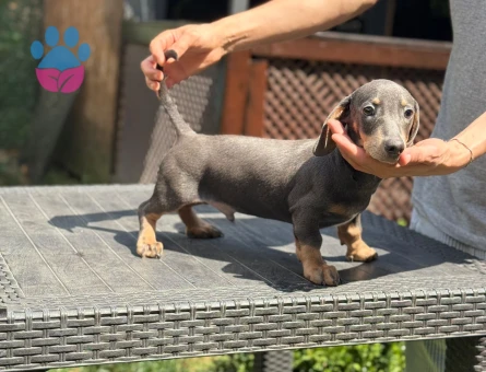 🐾 Safkan Dachshund Yavruları – Ruhsatlı Çiftlikten