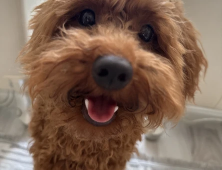 Tatlı mı tatlı toy poodle erkek yavru - 6989