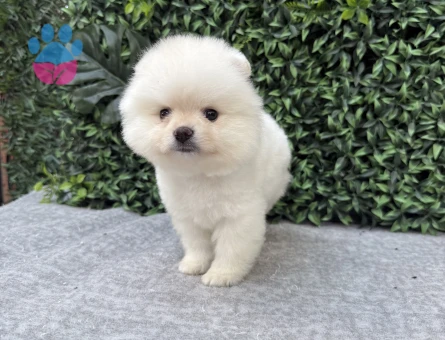 Ayı Suratlı Pomeranian Boo – Ruhsatlı Çiftlikten Sağlıklı ve Sevimli Yavrular