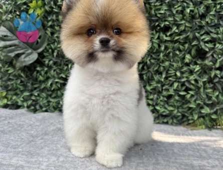 Pomeranian Boo Yavrusu – Ruhsatlı Çiftlikten Sevimli ve Sağlıklı - 6991