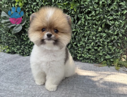 Pomeranian Boo Yavrusu – Ruhsatlı Çiftlikten Sevimli ve Sağlıklı
