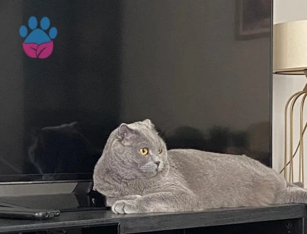 Scottish Fold Oğlumuza yuva arıyoruz - 6992 - Görsel 3