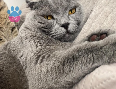Scottish Fold Oğlumuza yuva arıyoruz - 6992 - Görsel 2