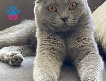 Scottish Fold Oğlumuza yuva arıyoruz - 6992 - Görsel 4