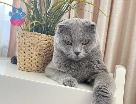 Scottish Fold Oğlumuza yuva arıyoruz - 6992 - Görsel 5
