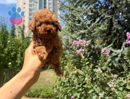 SHOV KALİTE KORE KAN TOY POODLE YAVRULARI
