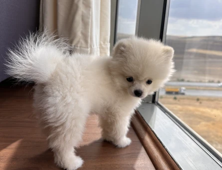 Pomeranian Boo 3 Aylık Yuva Arıyor - 6996