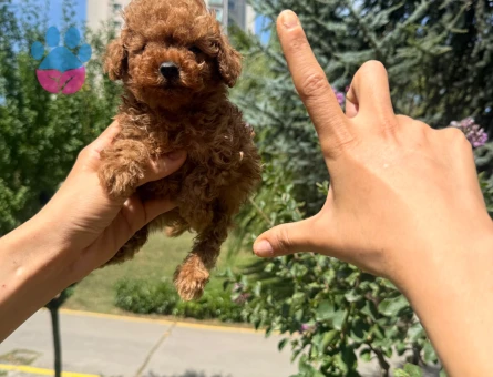 BİBLO GİBİ TEA CUP POODLE YAVRULARIMIZ - 6997