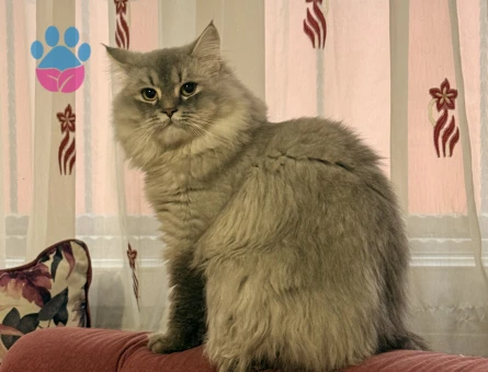 1 Yaşındaki Longhair Kedimi Sahiplendiriyorum - 6998 - Görsel 3