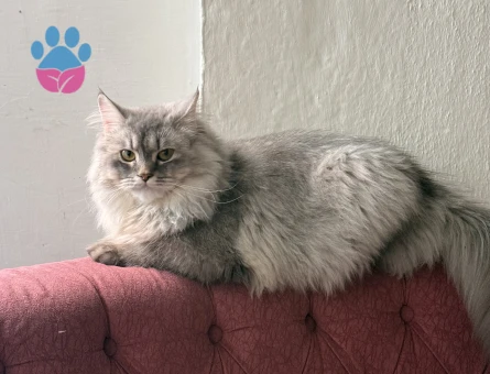 1 Yaşındaki Longhair Kedimi Sahiplendiriyorum - 6998 - Görsel 5