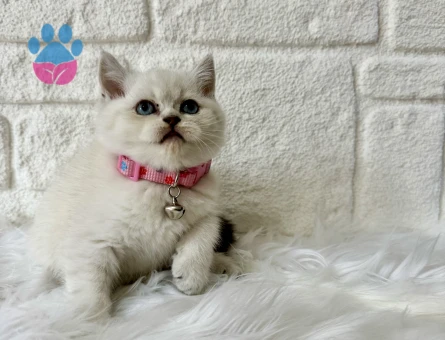 British Shorthair Bluepoint Dişi Topaç Kafa