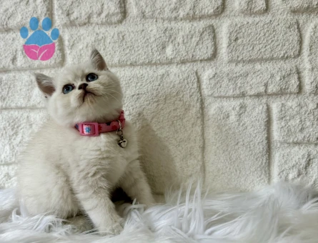 British Shorthair Bluepoint Dişi Topaç Kafa