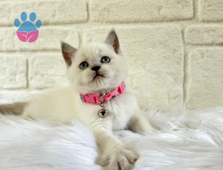 British Shorthair Dişi Bluepoint 2 Aylık