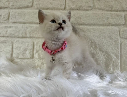 British Shorthair Muhteşem Güzellekteki Dişi Yavrumuz