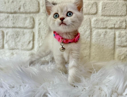 2 Aylık British Shorthair Mavi Gözlü Dişi