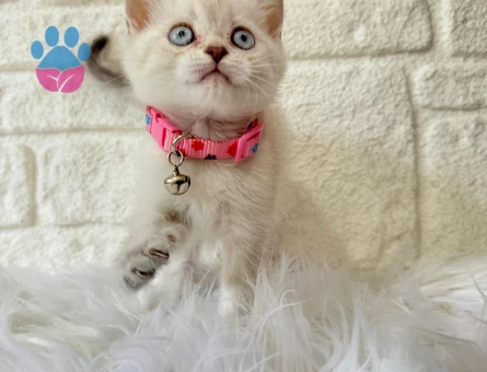 2 Aylık British Shorthair Mavi Gözlü Dişi