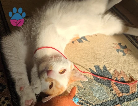 Nemo acil yuva arıyor